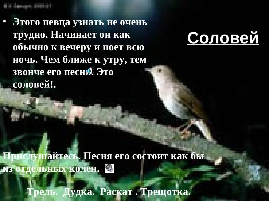 Поставь пение соловьев. Соловей. Птица которая поет ночью. Соловей поет ночью. Соловьи поют всю ночь.