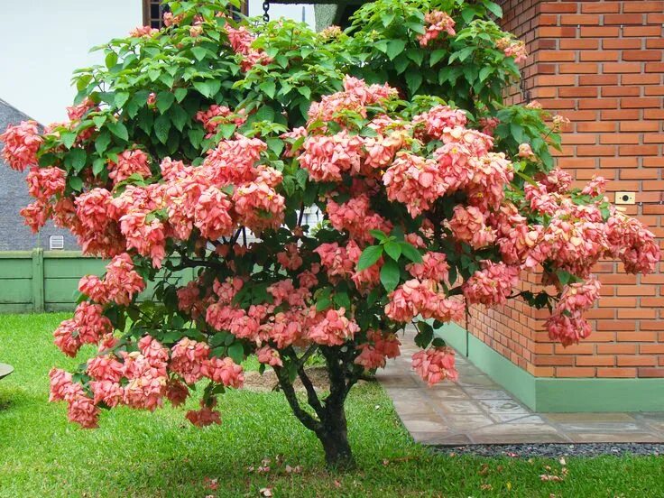 25 Graines Erable , Japanese Maple , Acer Palmatum Dissectum Tree seeds eBay