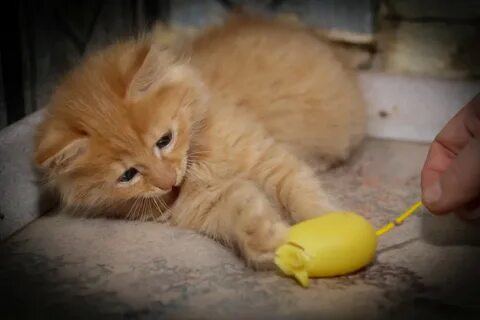 Рыжий кот играет