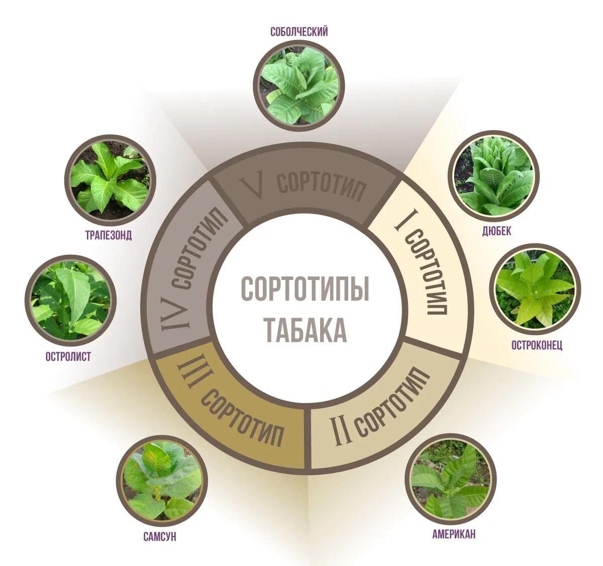 Классификация табака. Табак классификация. Виды сортов табака. Классификация листьев табака.