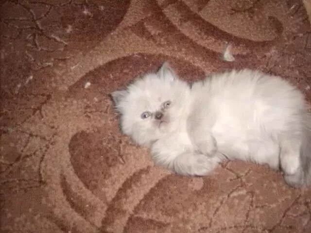 Авито каменск уральский животные кошки