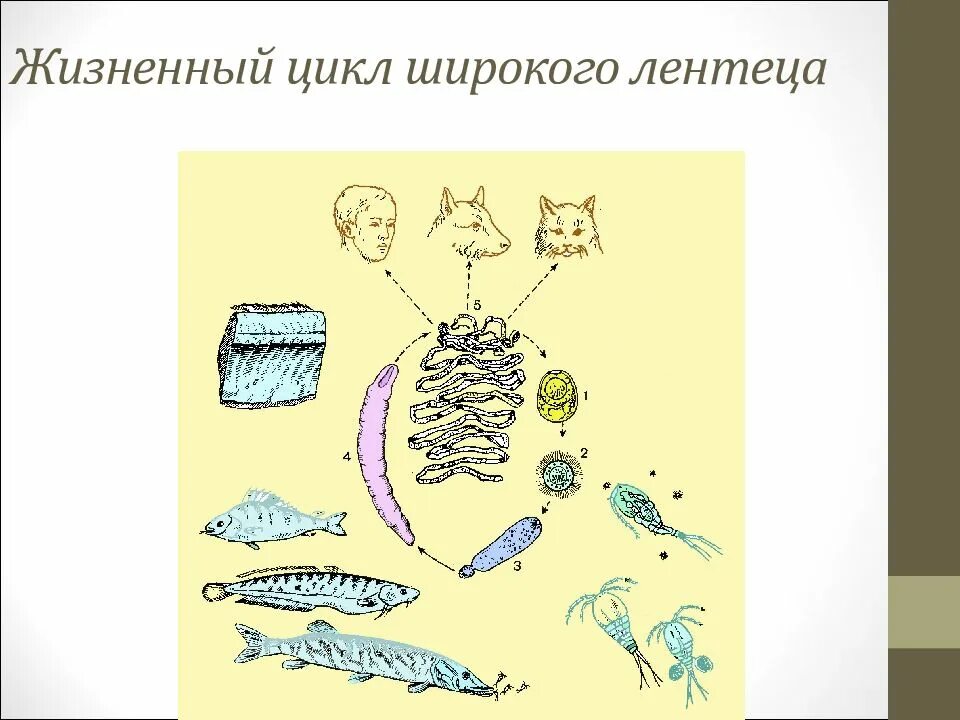 Стадии жизненного цикла широкого лентеца. Жизненный цикл широкого лентеца. жизненный цикл широкой ленты.