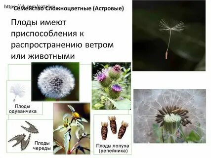 Плод семянка какое семейство