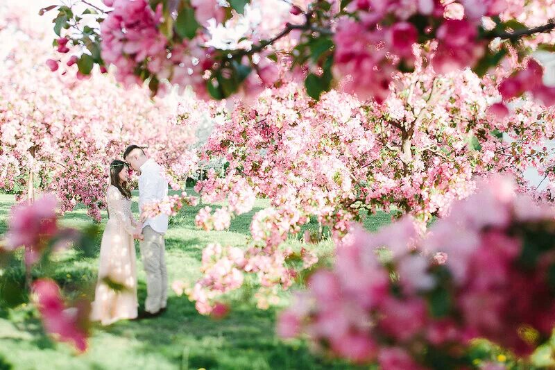 цветущий сад. когда цветут сады. цветущий сад песня. цветущий южный сад. стих про весну.