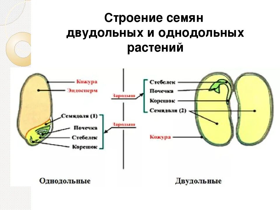 Какое строение имеют семена двудольных растений. Строение семян однодольных и двудольных растений. Строение семени однодольных и двудольных. Строение однодольногоctvtyb. Строения семян двудолного растение.