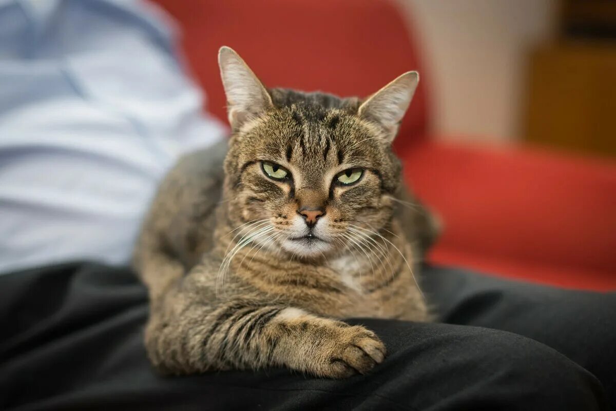 Европейская короткошерстная кошка. Европейская короткошерстная табби. Кошка обыкновенная. Интересные фото кошек. Легкие кота фото.