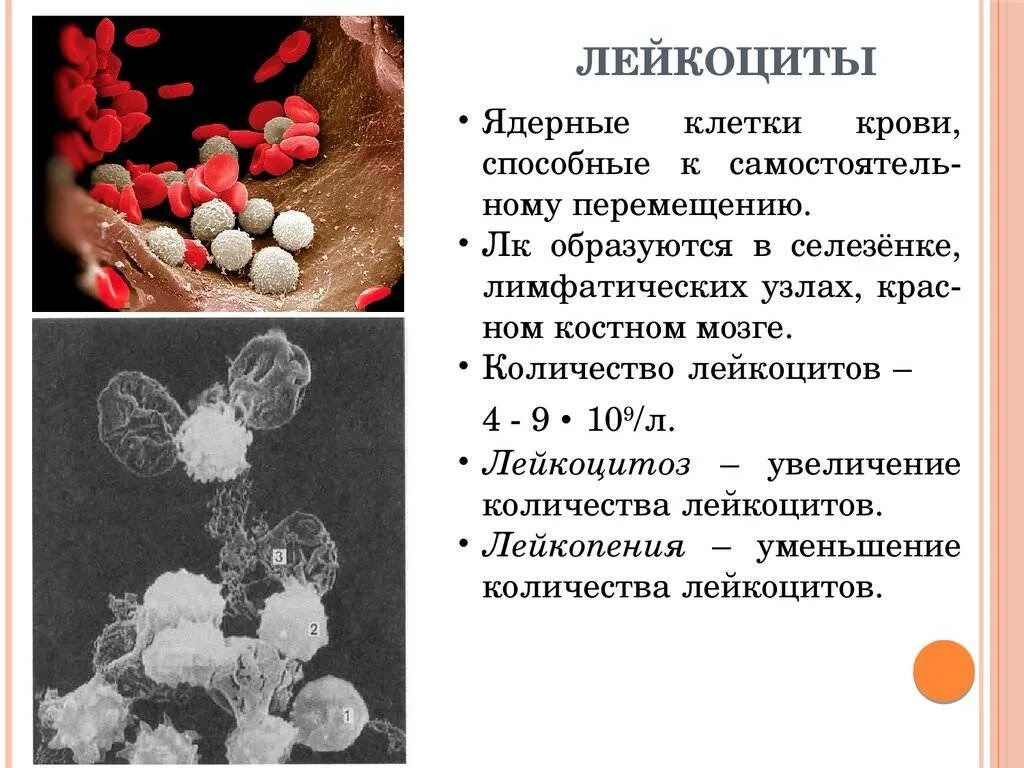 Почему мала лейкоцитов. Лейкоциты в крови. Кол-во лейкоцитов в крови человека. Повышение количества лейкоцитов. Лейкоциты это.