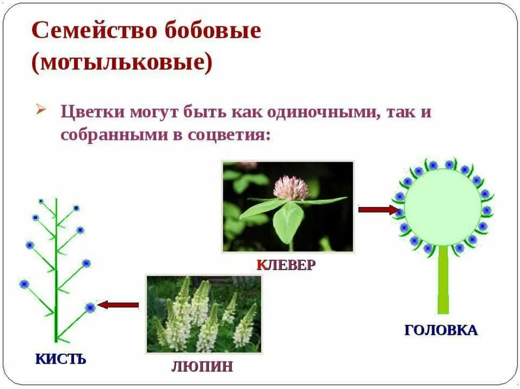 Тип соцветия семейства мотыльковые. Семейство бобовые соцветие. Бобовые мотыльковые соцветие. Тип соцветия мотыльковых. Мотыльковые мотыльковые соцветие.