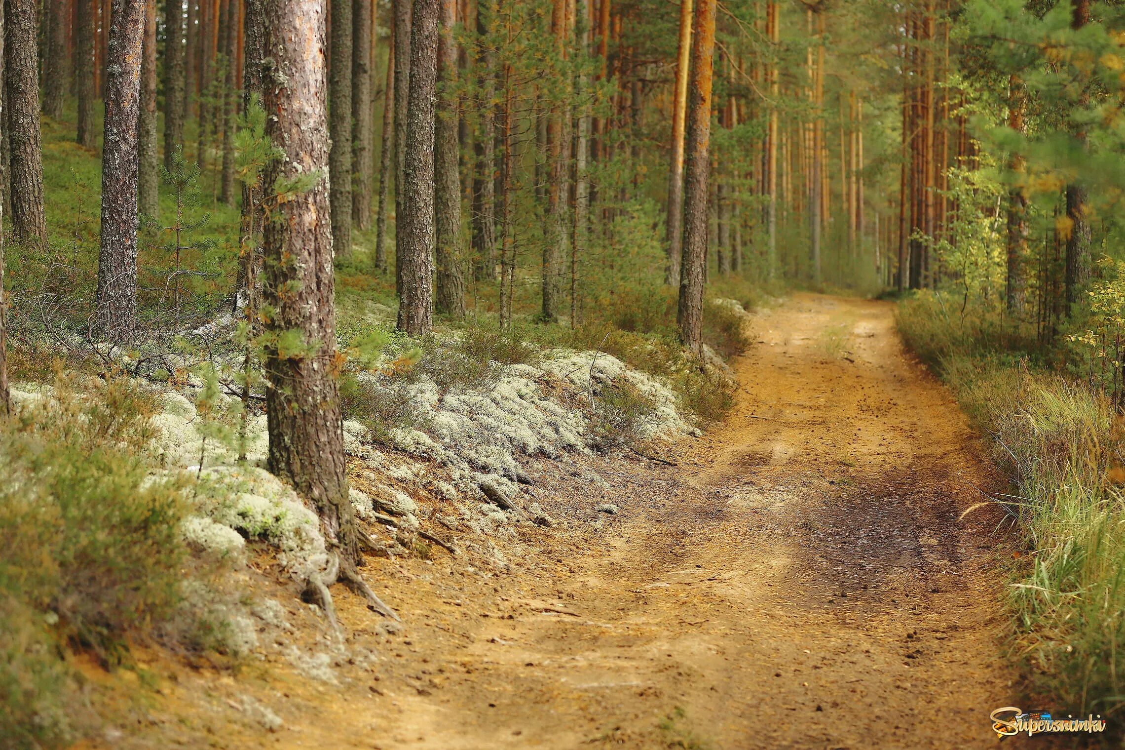 северный лес 5. североамериканский хвойный ле. северный лес 5. таежные леса швеции. труднопроходимый хвойный лес.