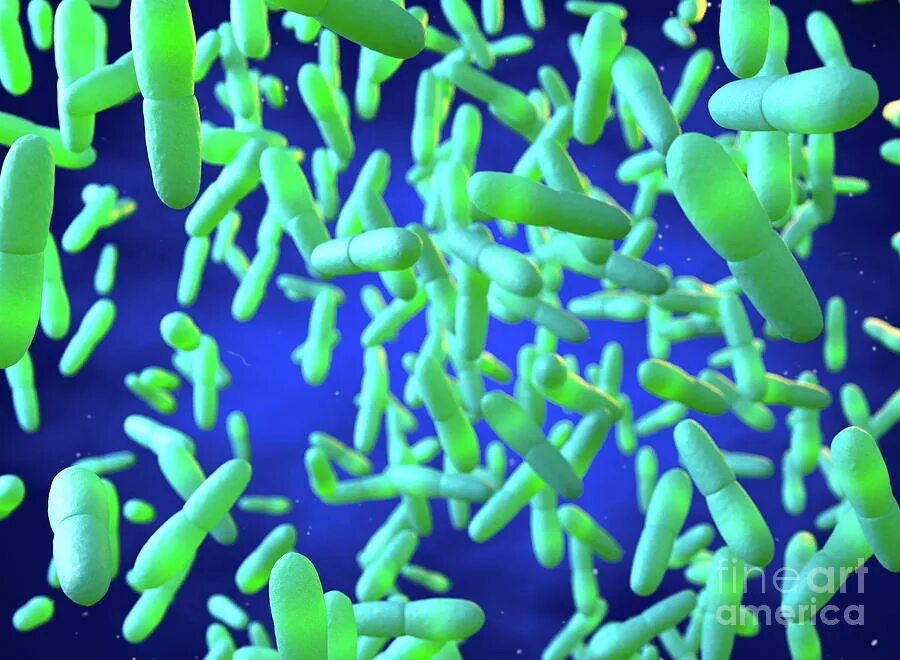 Микобактерии лепры микробиология. Лепра возбудитель mycobacterium leprae. Палочка хансена проказа. Микобактерии лепры микробиология. Mycobacterium leprae микробиология.