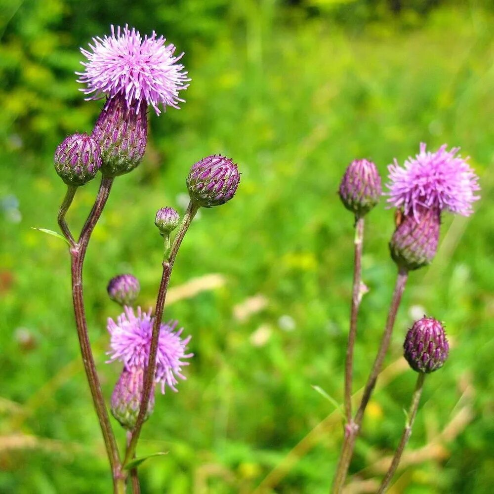 Бодяк полевой покрытосеменные. Бодяк полевой. Бодяк полевой (Cirsium arvense). Осот розовый Бодяк полевой. Бодяк полевой Cirsium arvense (l.) SCOP..