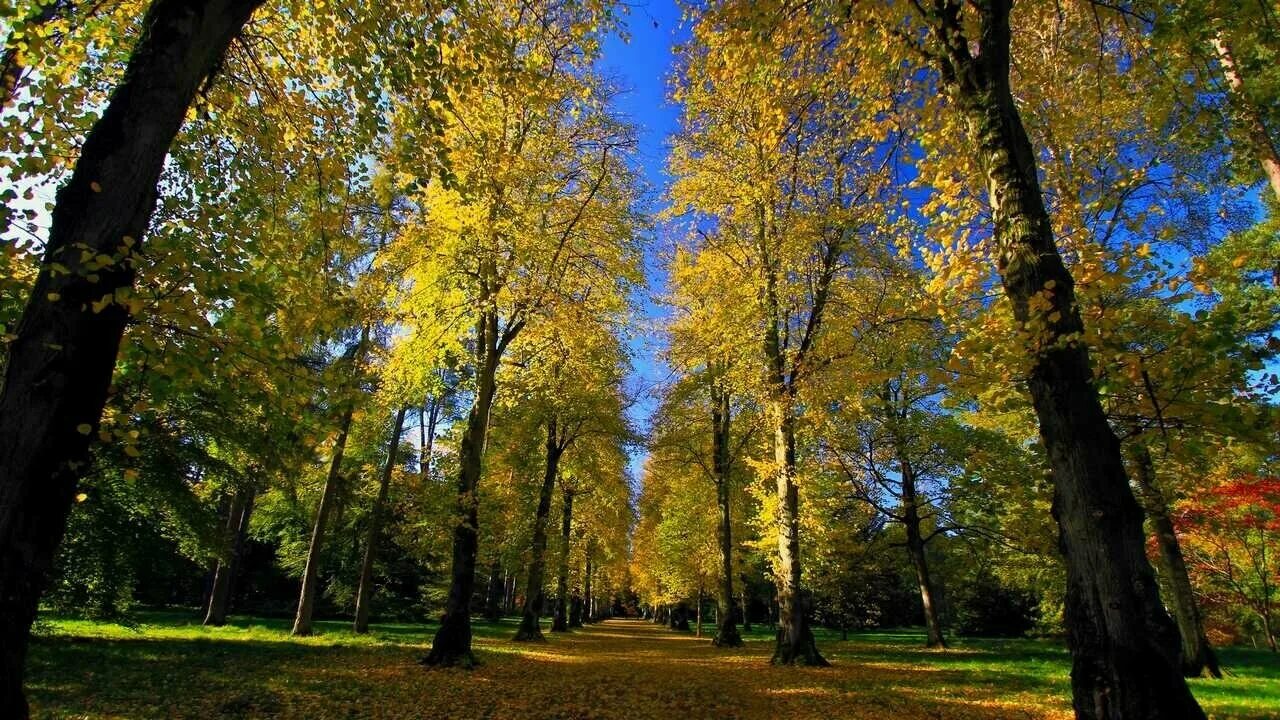 С началом осени. Осенний лес. Осень сентябрь. Ранняя осень. Ранняя осень в парке.