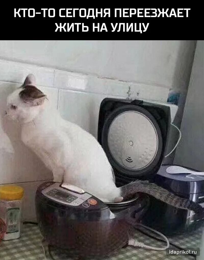 Девушка переезжает к парню. Семья переезжает. Она переехала жить. Кот нагадил в мультиварке. Она переехала жить.