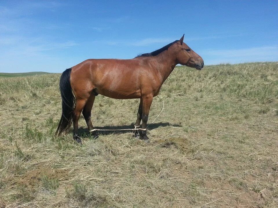 Жылкы. Жылқы сойған үйдің 3 күн шықпа. Жылқы сойған үйдің 3 күн шықпа. Коневодство в казахстане. Тулпар порода лошадей.