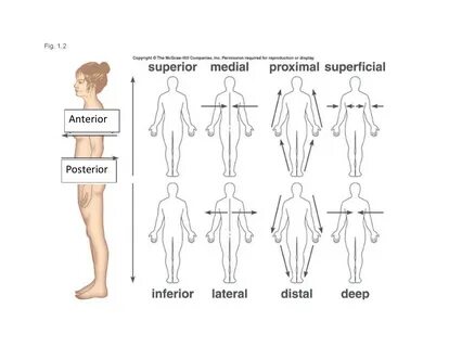 body directions anatomy