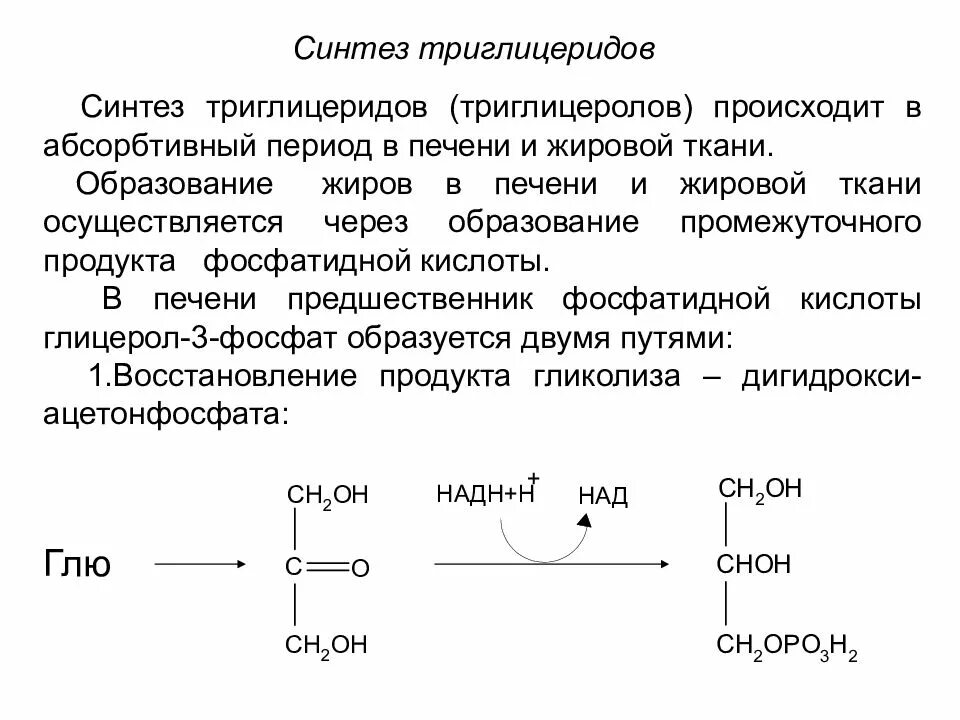 Синтез жиров происходит. Биосинтез триацилглицеридов. Синтез триацилглицеринов (глицерол-3-фосфатный путь).. Синтез триглицеридов через образование фосфатидной кислоты. Синтез триацилглицеридов и фосфолипидов..