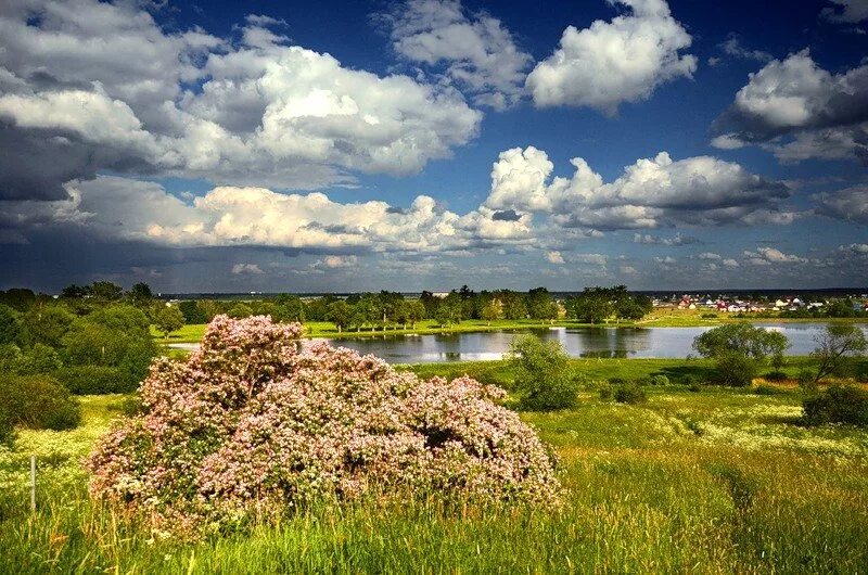 Луговой парк. Луговой парк в Петергофе. Луговой парк Бельведер. Луговой (Озерковый) парк в деревне Низино Ломоносовского района,. Саперный пруд в Петергофе.