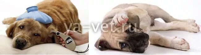 Цирроз печени у собак симптомы. Вирусный гепатит собак (cav-1). вирус инфекционного гепатита собак. инфекционный гепатит собак возбудитель. инфекционный гепатит собак симптомы.