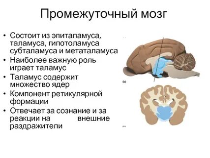 Промежуточный мозг строение и функции