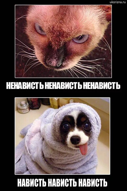 Человек который ненавидит животных