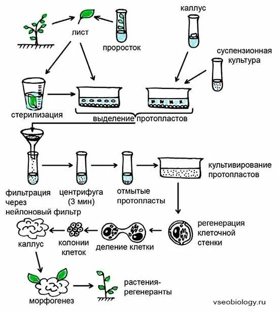 Какого растения получают инновационный ингредиент филобиома актив. Микроклональное размножение растений схема. Схема получения протопластов и гибридных структур. Этапы микроклонального размножения растений. Микроклональное размножение растений схема ЕГЭ.