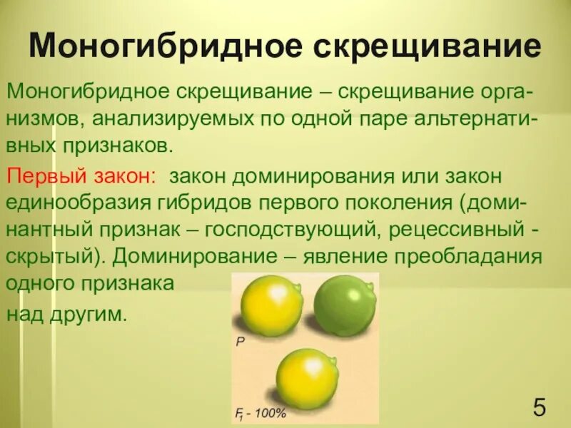 Укажите моногибридное скрещивание. Закономерности наследования признаков моногибридное скрещивание. Гибриды 2 поколения при моногибридном скрещивании. Моногибридное скрещивание это в биологии кратко. Закономерности наследования признаков дигибридное скрещивание.