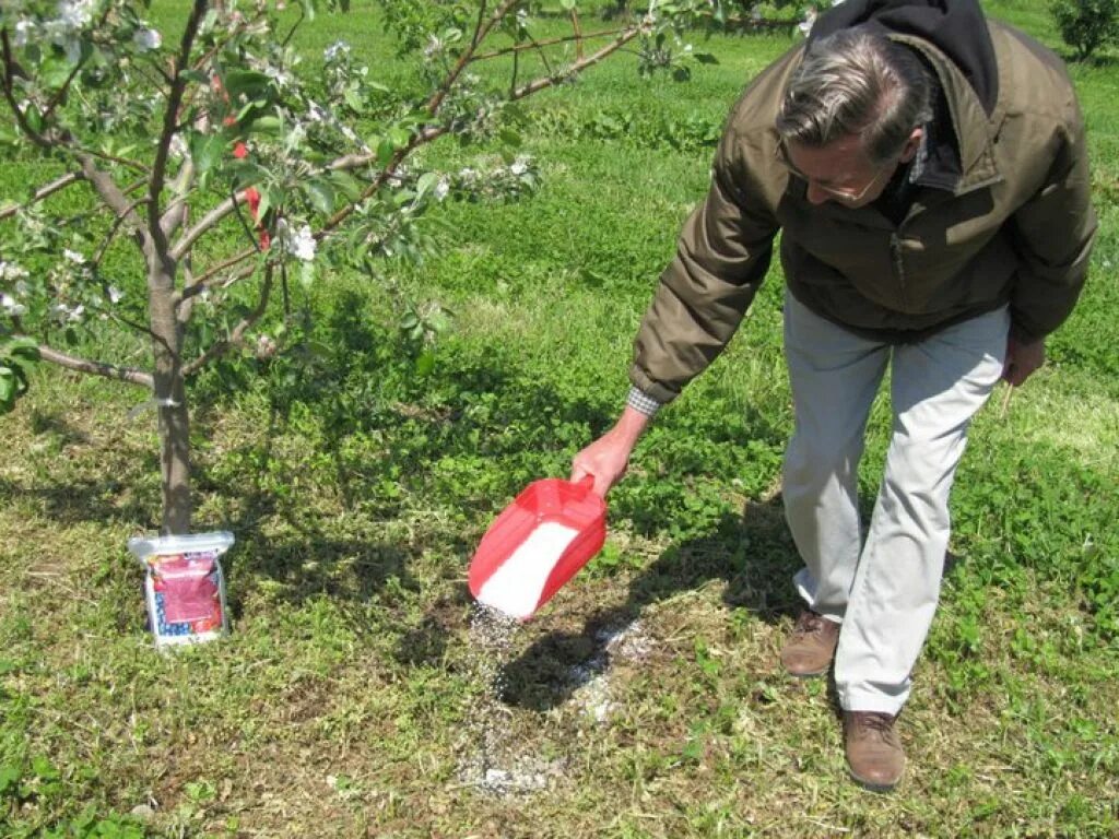 Чем обработать груши яблони. Удобрения под яблоню. Плодовые деревья для сада. Подкормка дерева яблони. Внесение удобрений под яблоню весной.