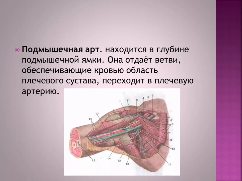 Отверстия задней подмышечной полости. Трехстороннеее тверстие. Границы подмышечной ямки. Мышцы подмышечной впадины анатомия. Трехстороннее отверстие - foramen trilaterum.