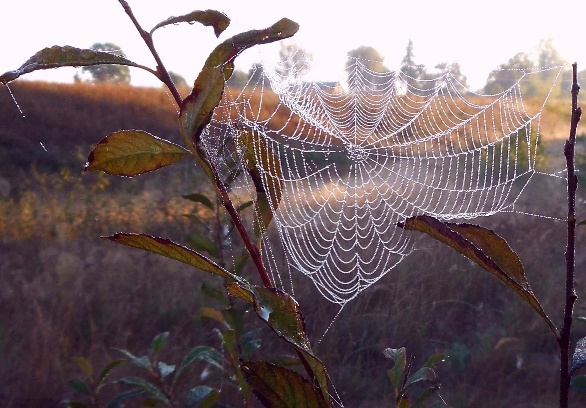 нашествие пауков в австралии. бабье лето паутинки. летающие паутинки. паутина длинная. летающий паук.