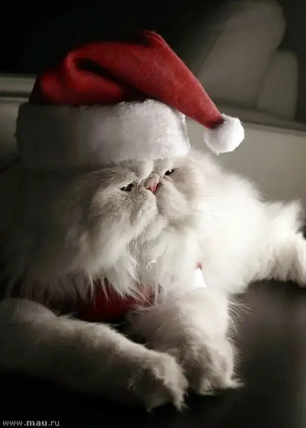 Коте дед мороз. Новогодний котик. кот дед мороз. грустный новый год. котик в шапке санты.