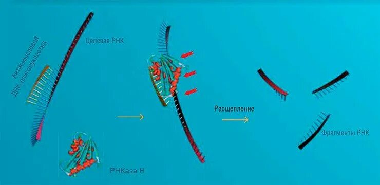Разрушение РНК РНКАЗАМИ. ДНКАЗ И РНКАЗ что это.