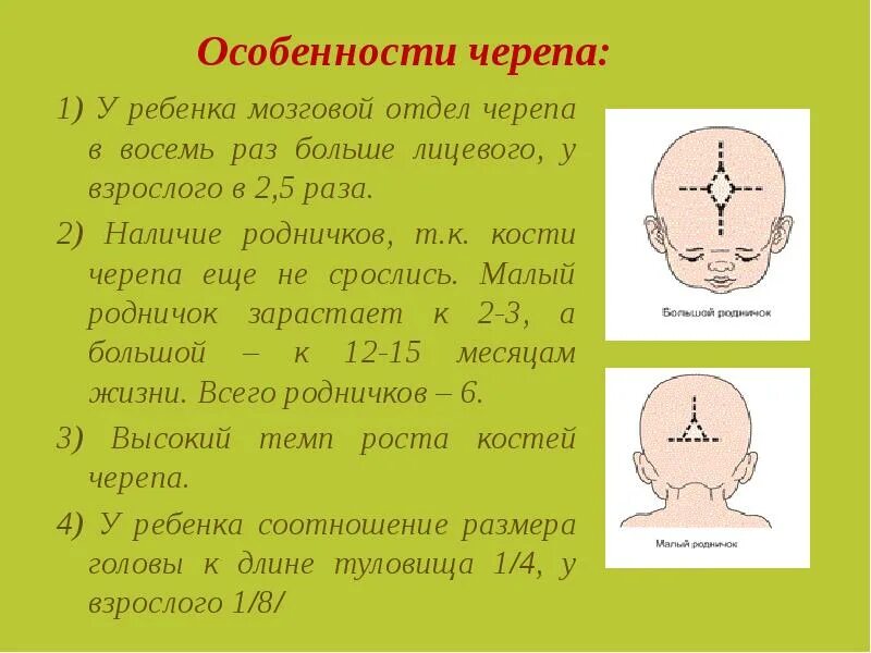 Череп формируется у ребенка. Краниология лекция анатомия ppt. Форма черепа человека сбоку. Череп формируется у ребенка. Долихоцефалическая форма головы у плода.