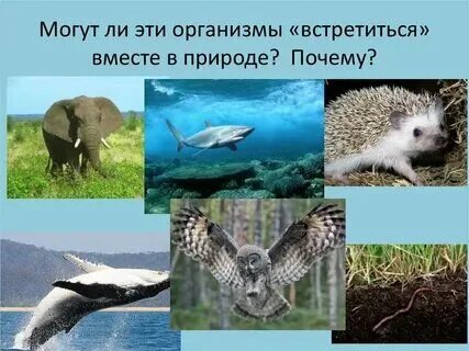 Кузнечик среда обитания наземно воздушная