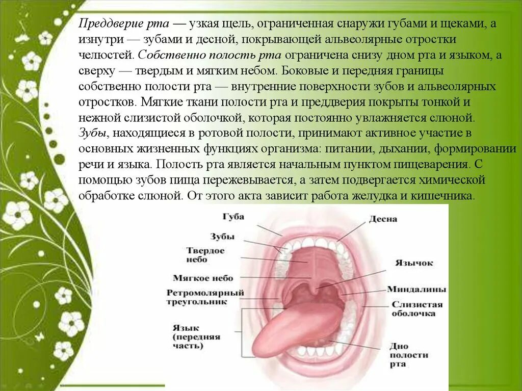 Ротовая полость образована. Ротовая полость анатомия щель. Строение преддверия ротовой полости. Преддверие ротовой полости анатомия. Строение ротовой полости преддверие рта.