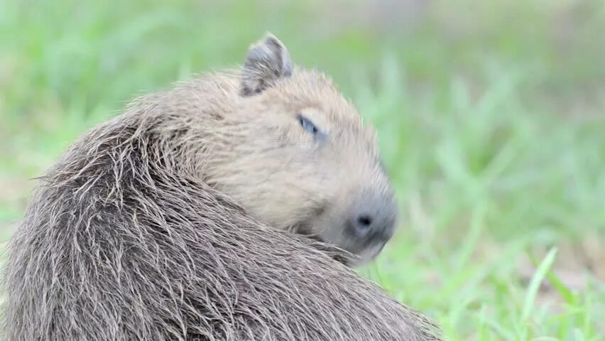 capibara sunbath Capybara, Doggy, Funny animals
