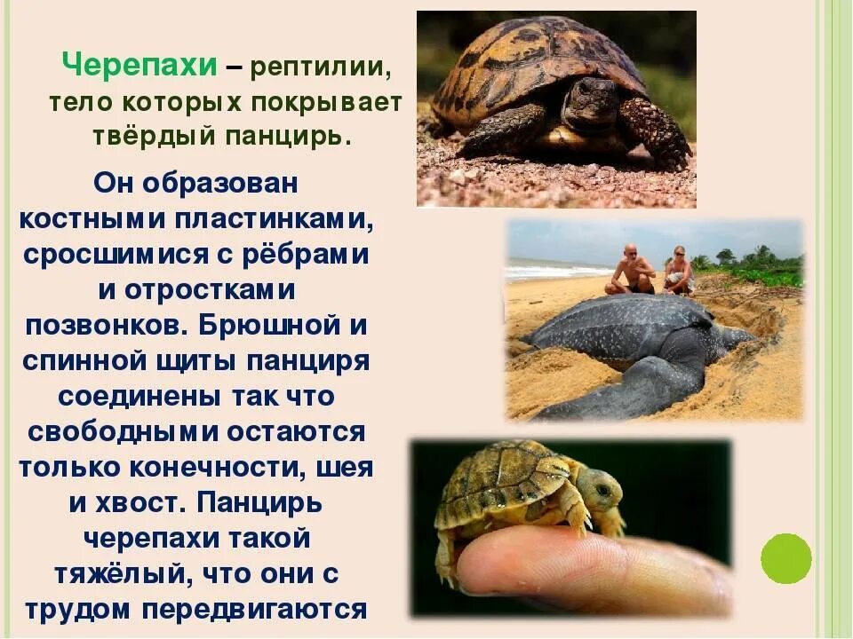 Черепахи значение в природе. Черепахи земноводные или пресмыкающиеся. черепахапресмыкающаяся. класс пресмыкающиеся черепахи. черепахи это рептилии или земноводные.