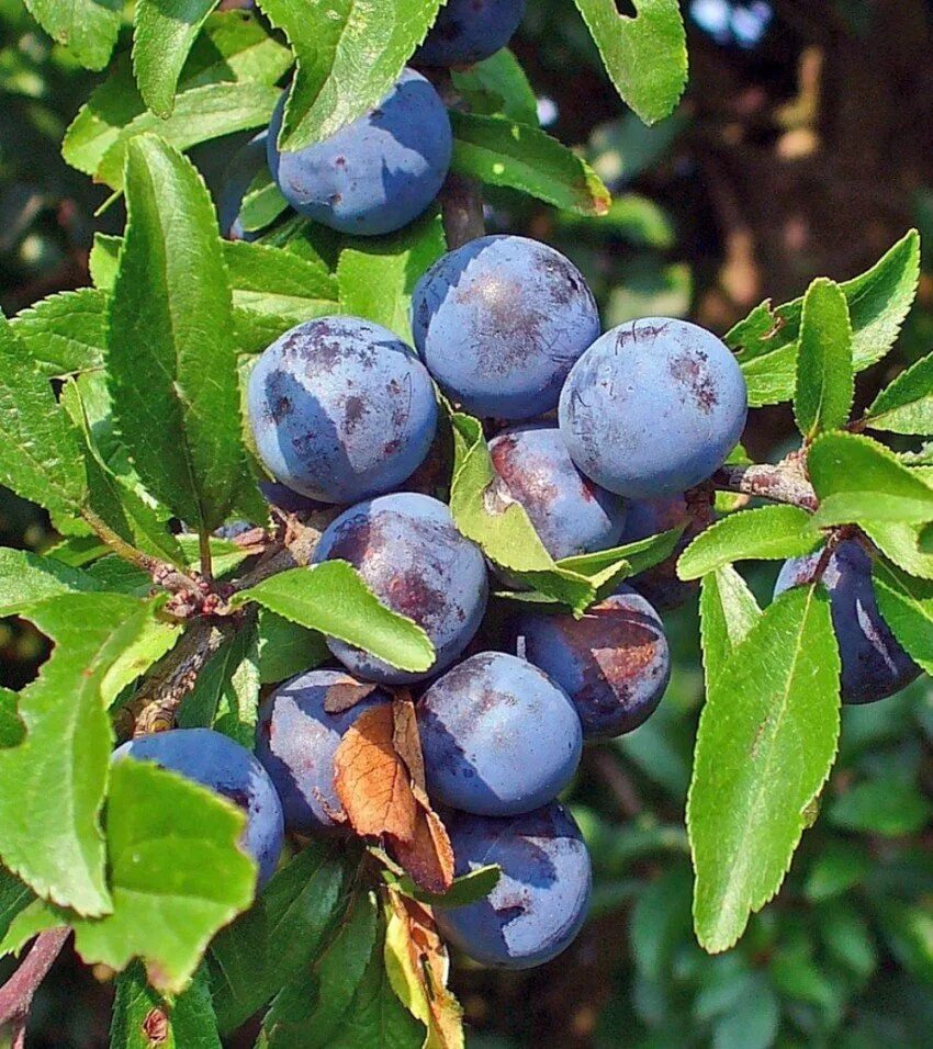 Терн слива колючая описание. Прунус спиноза. Тёрн ягода. Терновник, или слива колючая. Терновник краткое содержание.