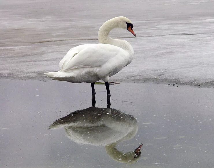фет "чудная картина". белый как снег с блестящими глазками. белый как снег с блестящими глазками. аксаков белый как снег. почему снег белый для детей объяснение.