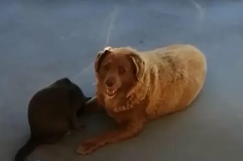 Living dog
