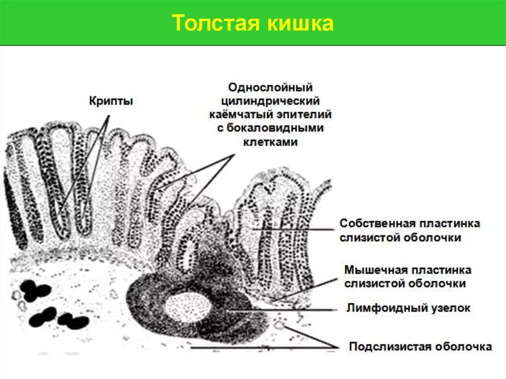 Строение ворсинки слизистой оболочки тонкого кишечника. Рельеф слизистой толстой кишки. Рентген толстой кишки норма. Строение слизистой оболочки тонкого кишечника. Слизистая оболочка толстой кишки.