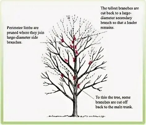 Topping tree