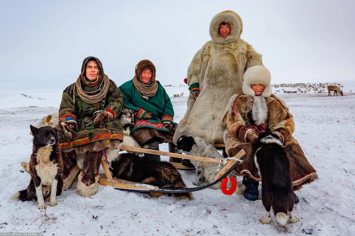 Сибирские ненцы. Ямал тундра ненцы. Народы севера ненцы - оленеводы.