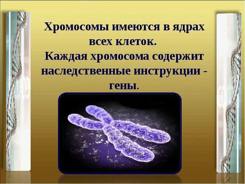 Хромосома в растительной клетке. Хромосомы имеются в ядрах всех клеток. Хромосомы в растительной клетке. Генетическая инструкция.