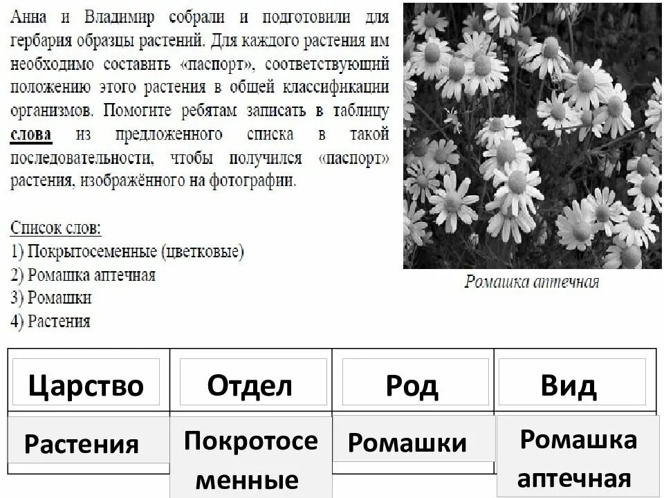 Царство отдел класс род вид ромашки. Образцы растений. Систематика растений. Систематика ромашки. Впр по биологии 8 класс 6 вариант