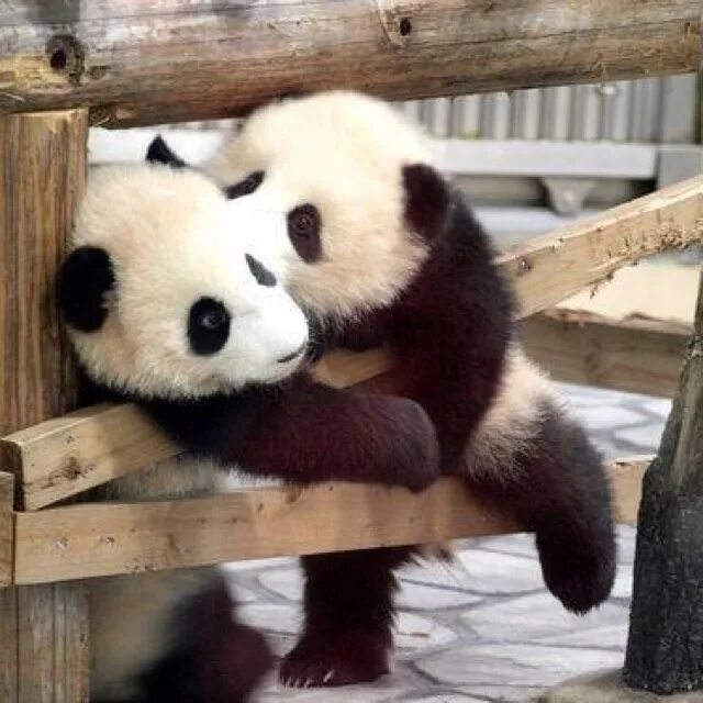 It is a panda. It is a panda