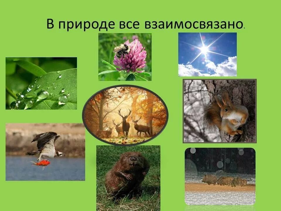Разнообразие животных родного края проект. В природе все взаимосвязано. разнообразие природы. как всё взаимосвязано в природе. в природе все взаимо связано.