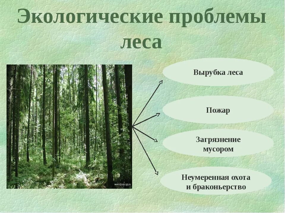 Экологические проблемы леса. Экологические проблемы лесных зон. Проблемы лесов. Экологические проблемы Лесса.