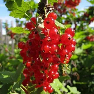 Калины смородины