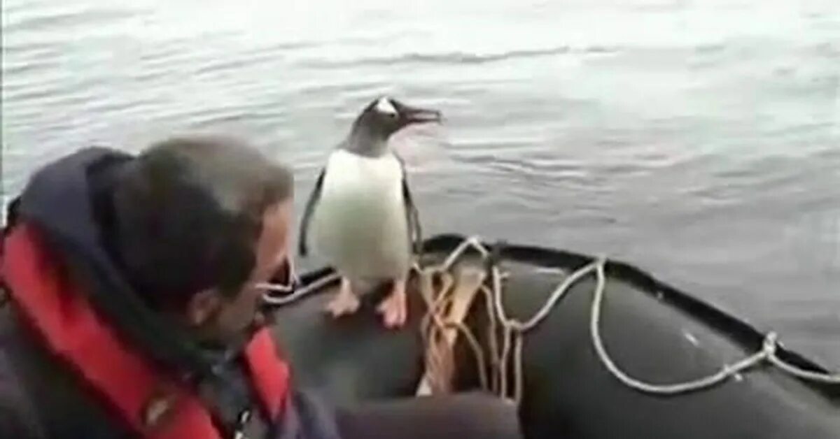 Пингвин от касаток в лодке спасается