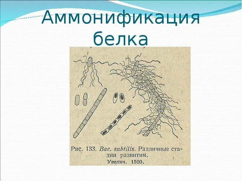 Превращение соединений азота. Аммонификация белков. Аммонификация микробиология. Процесс аммонификации белков. Аммонификация азота.